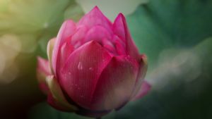 莲花