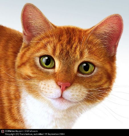 猫咪