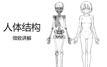 CG绘画人体结构细致讲解