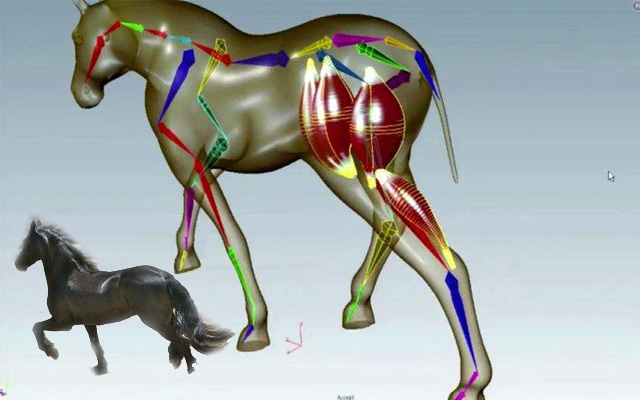 houdini肌肉系统muscles全工具教程